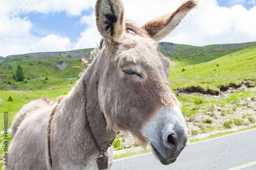 Donkey in the mountains © Gerhard