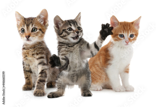 Group of cute little kittens on white background