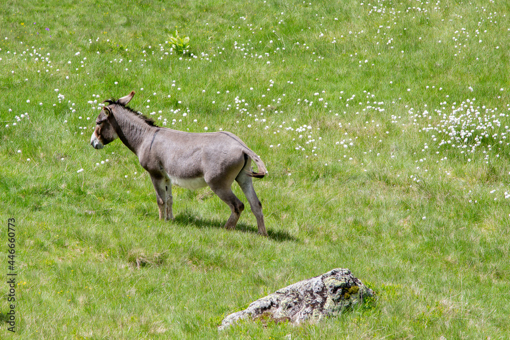 Donkey on the Transalpina in Romania Donkey on the Transalpina in Romania