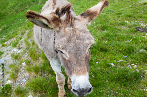 Donkey on the Transalpina in Romania