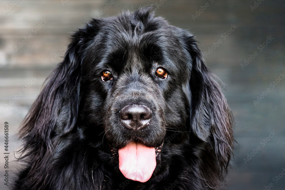 Close up portrait of a purebread black Newfoundland dog