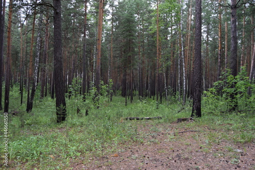 forest © Ольга Силиванович
