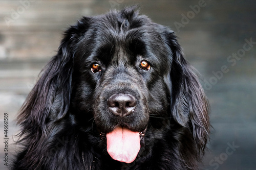 Close up portrait of a purebread black Newfoundland dog photo
