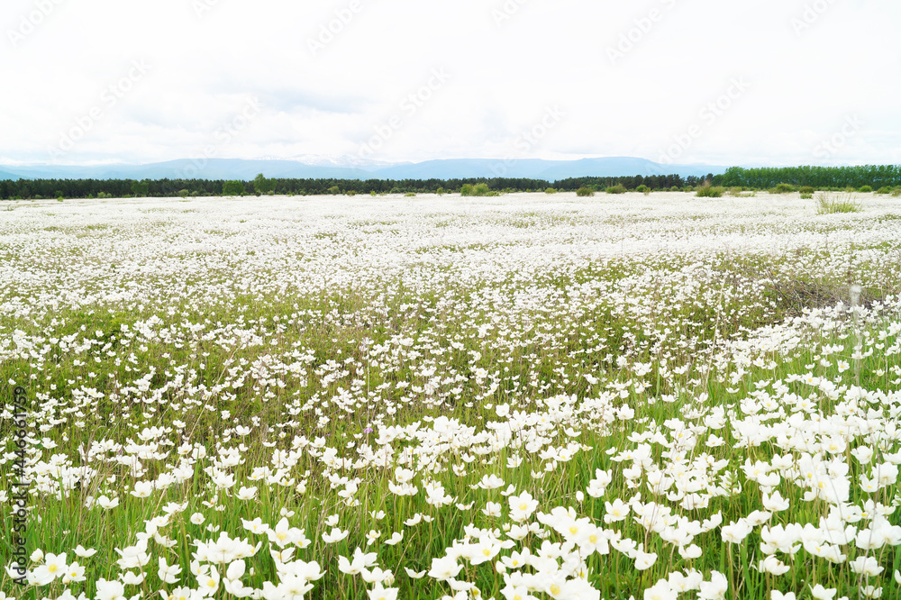 A field of white flowers in the mountains covered with clouds