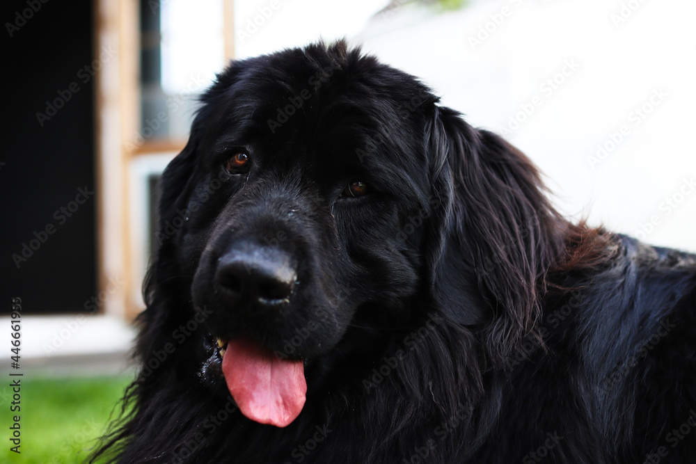 Close up portrait of a purebread black Newfoundland dog Close up portrait of a purebread black Newfoundland dog
