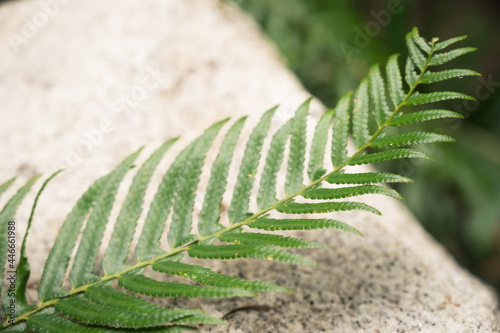 Section of Green Fern Lying on Granite Rock Outdoors photo