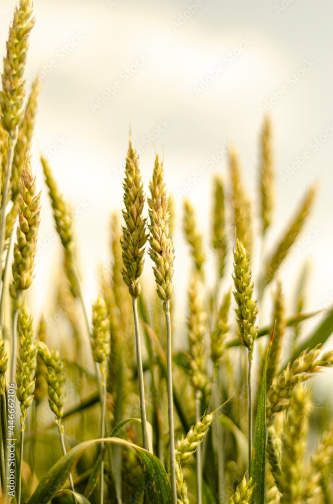ripe wheat germ free space