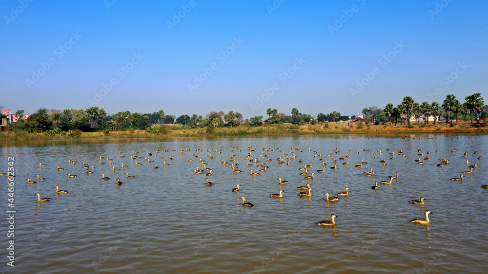 Birds swimming in a lake  close view