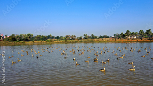 Birds swimming in a lake  close view
