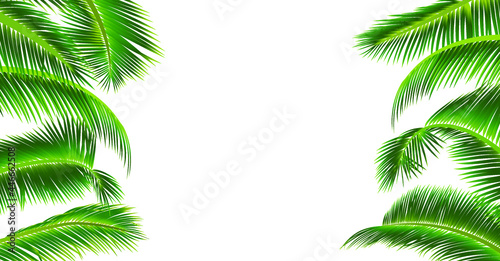 Plam leaf pattern vector on white background. Coconut leaf illustration with copy space for your text or image.