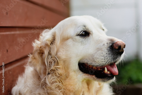 Close up portrait of a purebred white Golden Retriever with the tongue out