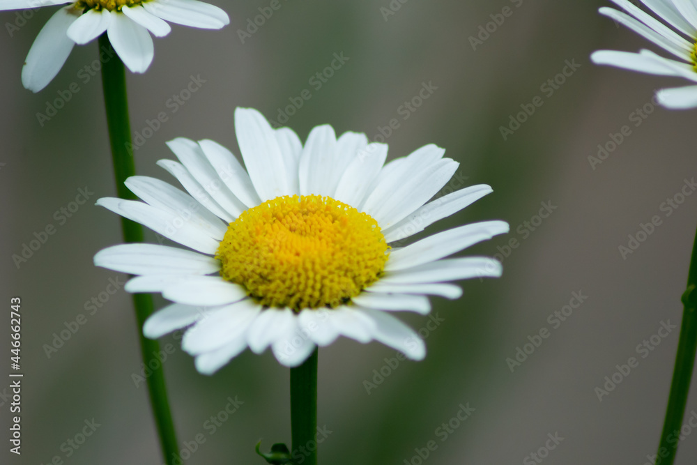 Obraz premium daisy flower closeup