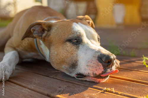 Cute red American Staffordshire Terrier lying on the outdoor terrace and enjoying the sun with tongue out.