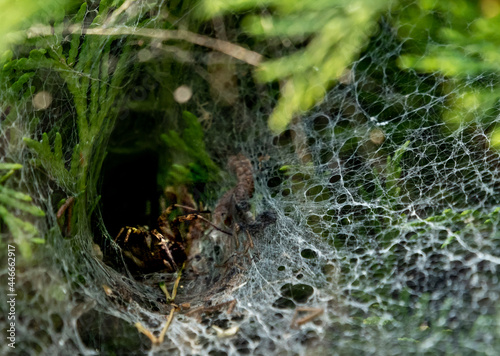 pająk poluje z tunelu pajęczyny na tujach
