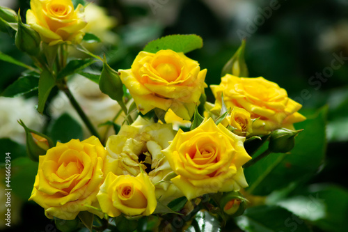 yellow roses bouquet