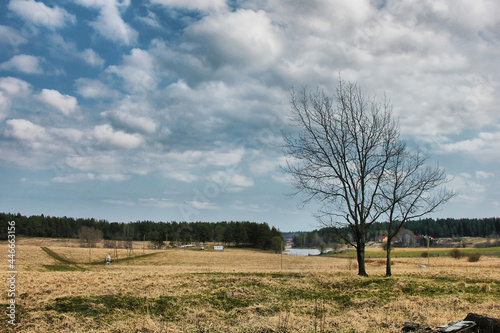 tree in field