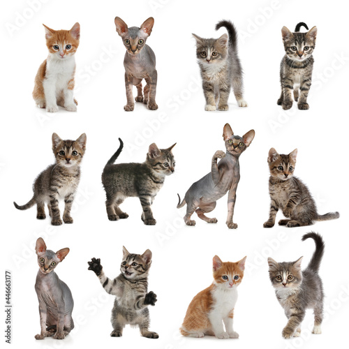 Different adorable kittens on white background, collage
