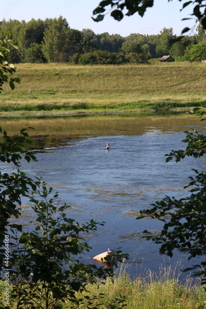 summer river in the countryside in the evening