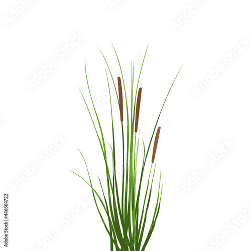 Cane silhouette on white background.Vector hand drawing sketch.