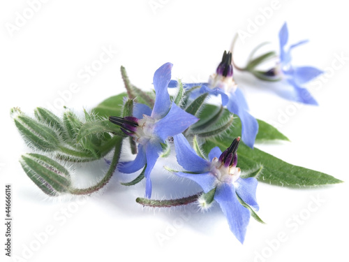 Borage (Borago officinalis)