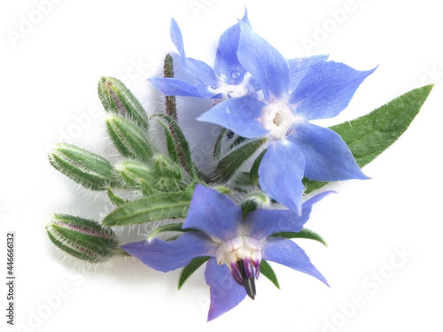 Borage (Borago officinalis)