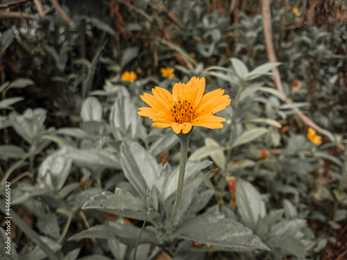 flowers in the garden