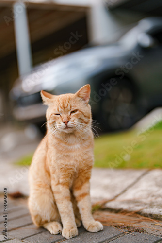 cat on the street