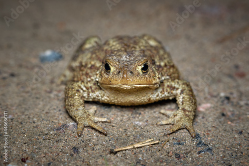 Close-up of Giant River Toad (Bufonidae) front view photo