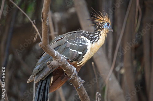 Bizarre colorful Hoatzin (Opisthocomus hoazin) sitting on branch focus on eye, Bolivia