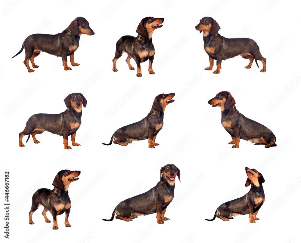 Black dachshund sausage dog puppy
