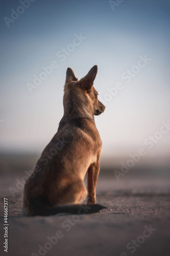Little female mixed breed dog with erect ears sitting on a sandy road with her back to the camera and looking into the distance against the blue sky and pink fog © honey_paws
