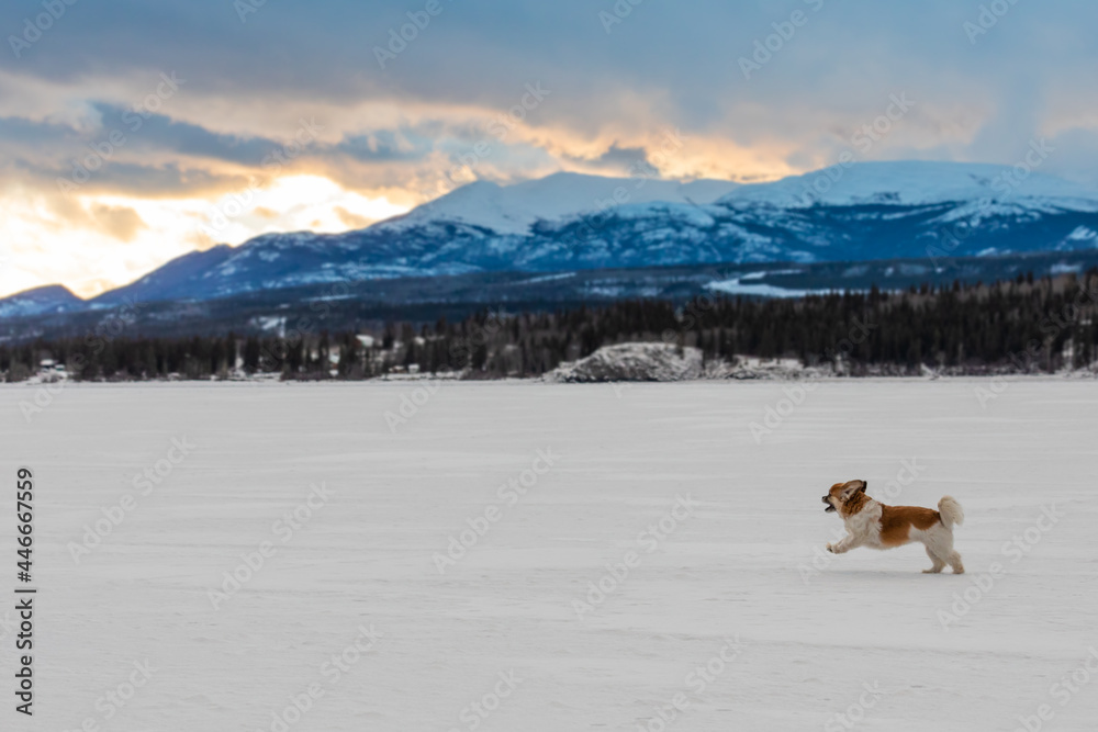 Fototapeta premium Happy Cavalier King Charles Spaniel Dog Running