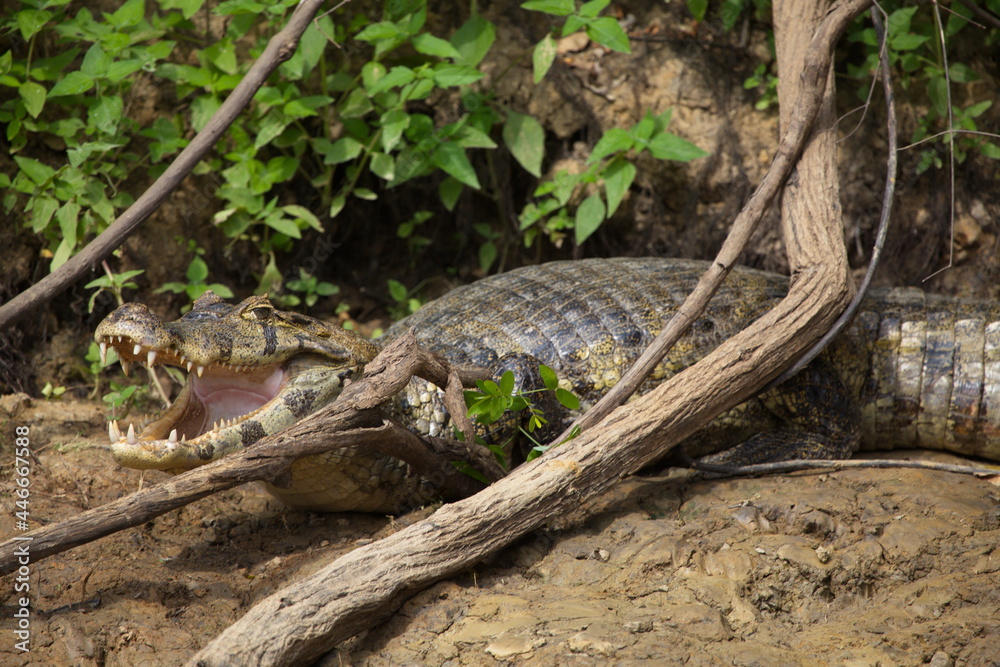 Closeup portrait of Black Caiman (Melanosuchus niger) on riverbank with jaws and teeth wide open, Bolivia Closeup portrait of Black Caiman (Melanosuchus niger) on riverbank with jaws and teeth wide open, Bolivia