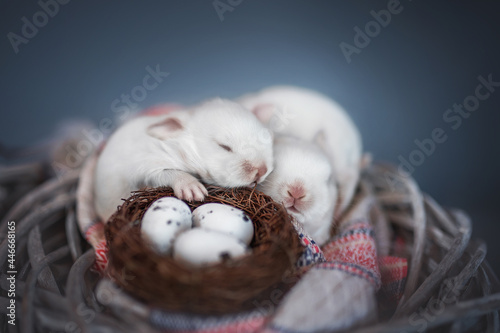 Fototapeta Naklejka Na Ścianę i Meble -  Little pink bunnys sleeping in a wicker nest hugging little eggs on blue background