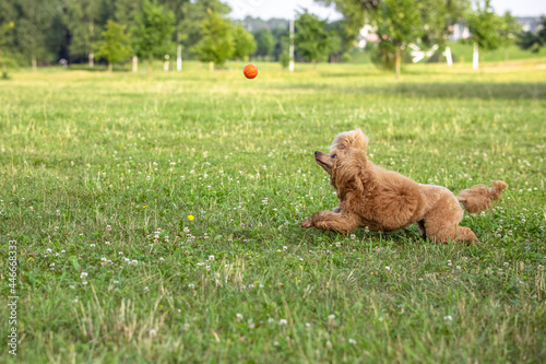 Young active dog playing in a summer park with a ball. A beautiful thoroughbred red poodle runs after a flying bright ball