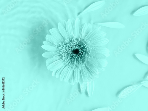 Aqua teal beautiful gerbera daisy flower on monochrome background in water with ripples and petals