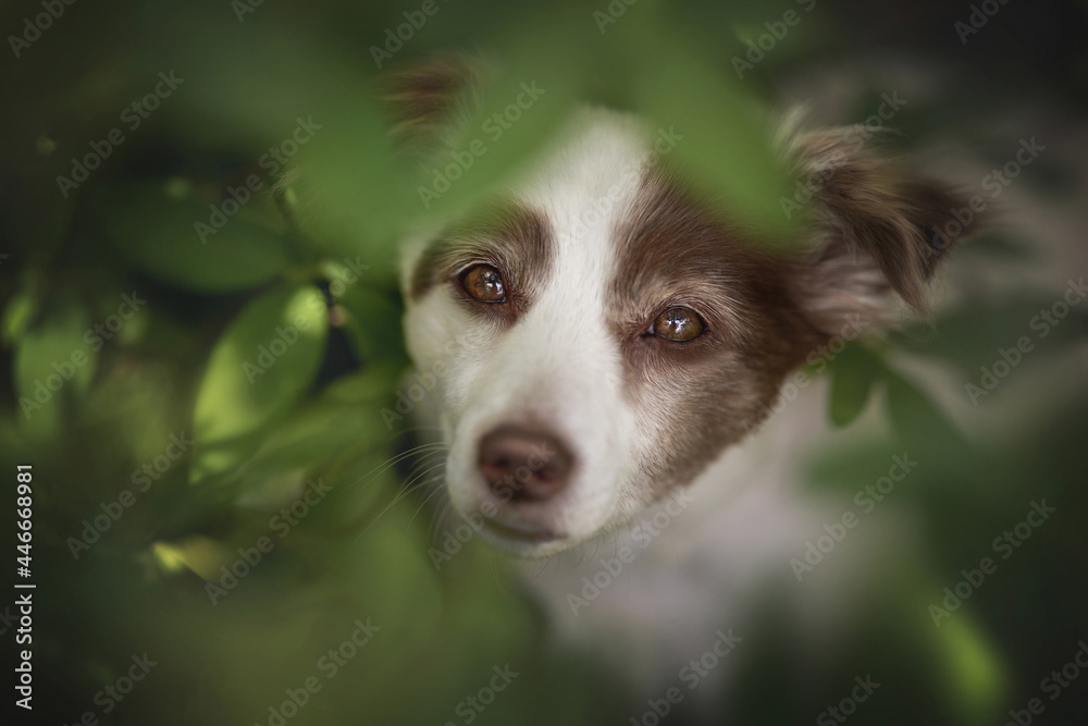 A classic portrait of a white female mixed breed dog looking out from behind green bushes of lush honeysuckle on a bright sunny day A classic portrait of a white female mixed breed dog looking out from behind green bushes of lush honeysuckle on a bright sunny day