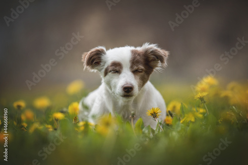 Εκτύπωση καμβά A white female mixed breed dog lying on the grass among yellow dandelions in the