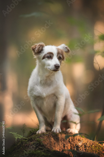 A white female mixed breed dog sitting on a fallen stump among green leaves on the background of a bright autumn landscape