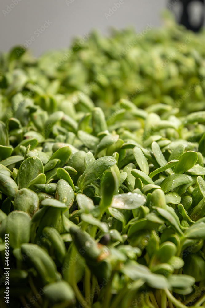 Close-up of sunflower microgreens with visible drops of water. Close-up of sunflower microgreens with visible drops of water.