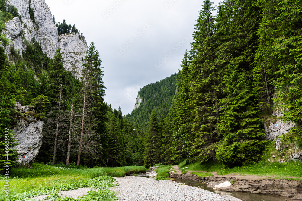 Obraz premium Zanoagei gorges in Carpathians mountains. The beginning part of the gorges. Romania, Europe.