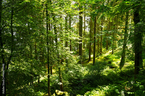 Beautiful forest of deciduous trees on a sunny day in summer