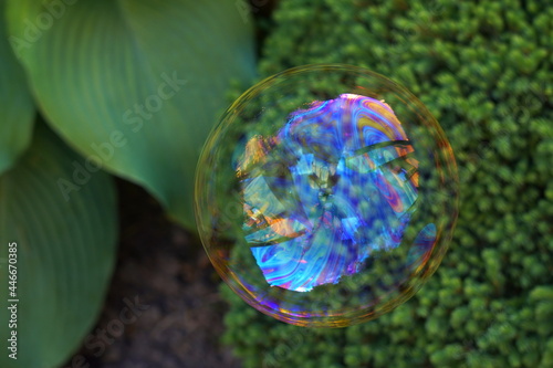 A magical soap bubble shot taken on a plant background