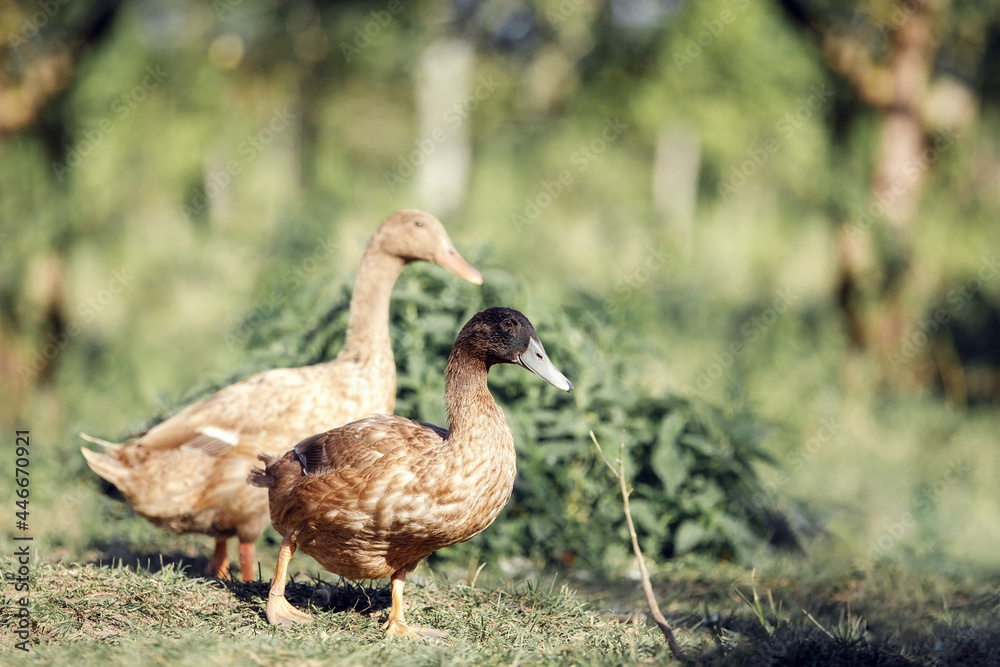 wo brown ducks in a green country yard wo brown ducks in a green country yard