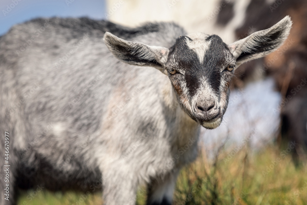 Gray goatling makes a smart a questioning look face