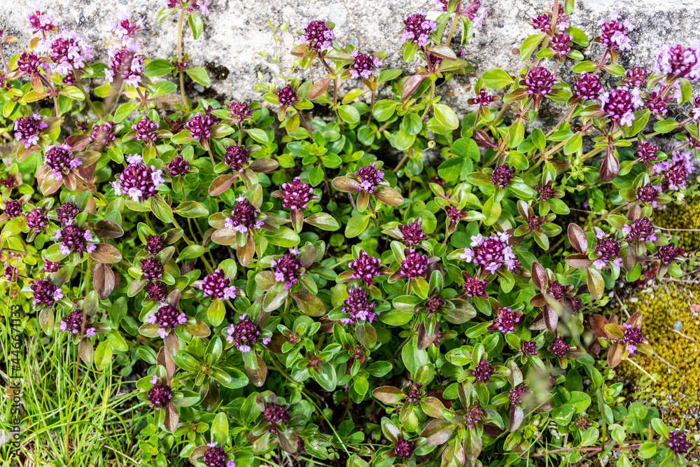 Thymus pulegioides, common names broad-leaved thyme or lemon thyme.