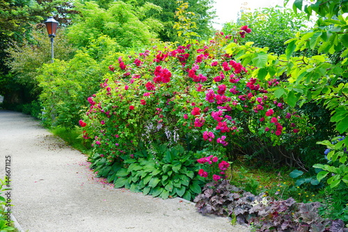Beautiful fragrant, colorful, blooming roses bush in garden at summer day.  © skorpionik00