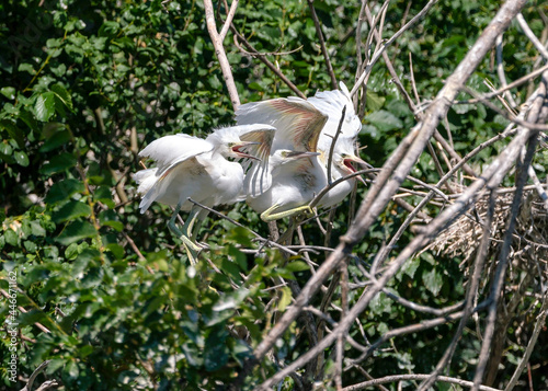 Fototapeta Naklejka Na Ścianę i Meble -  Three Snowy Egret chicks, closely perched on a branch by their nest, anxiously waiting for their parent to arrive for their next feeding.