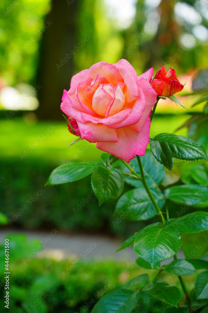 Beautiful fragrant, colorful, blooming roses bush in garden at summer day. 