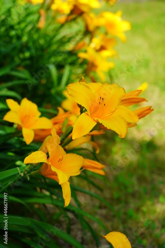 Flowering Day-lily flowers.  Hemerocallis flower    closeup in the sunny day. Hemerocallis fulva. The beauty of decorative flower in garden - Selectice focus